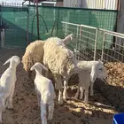 حريات حرش رباعيات مواليد