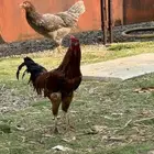 ديوك بلدي