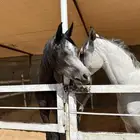 ركوب خيل نص ساعه  ساعه
