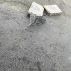 قط ضايع في طيبه