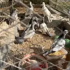 فراخه هنديات طبات العدد 5 اجواز