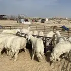ذبايح حري نعيمي