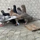 للبيع طبات قطايف توب .
