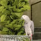 كاسكو للبيع عمره سنتين ونص واليف ومتكلم جدا ويوجد مقاطع