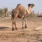 جمل للبيع