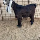 عرض بيع جذعات عوارض صنف