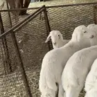 طليان سمان وكفو