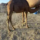 قعود وبكره