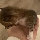 5 قطط للتبني مجانا