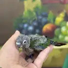 كنيور قرين شيك