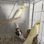 للبيع مجموعة طيور كوكتيل