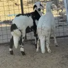 رخال مهجنه تم البيع