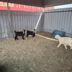 تيسين في مسلخ الهيئة الملكية
