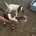 دواغير للبيع