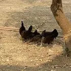 فروخ دجاج بلدي