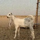 تيس مشروع فحل
