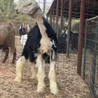 مشروع فحل نجدي