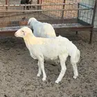 طليان مهجنه تم البيع