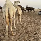عشرا للبيع
