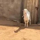 تيس ابيض صنف ابرص