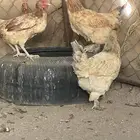 البيع دجاج البلدي 4 و 3 مهجنات