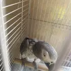 كاسكو مؤدب مشكلته منتف (( تم البيع )) الله يبارك للمشتري