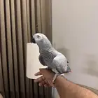 كاسكو للبيع