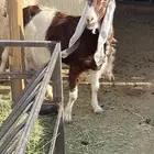 عنز حليب شرط ديسها خصم