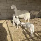 شاه ساكنية معها رخال
