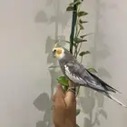 كروان اليف وهدد متكلم في وجه