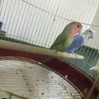 زوج ببغاء روز