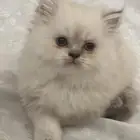 قطه شيرازية للبيع