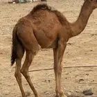 بكره 5 شهور