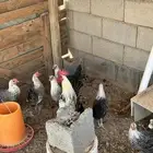 دجاج فيومي للبيع العدد 9