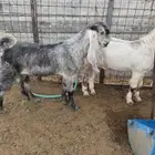 مشاريع فحول تيسين مشروكه