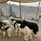 طليان نجد ضحايا 9 ( تم البيع خارج الموقع)