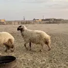 طلي فحل للبيع