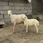 نعجه منتوج
