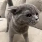 قطه سكوتش