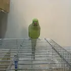 ذكر وانثى
