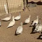 بط سوداني - مصري - مسكوفي - بلدي