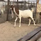 عنز خصم مشروكه طيبه
