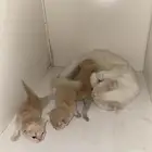 قطه شيرازيه مع ثلاثه صغار للبيع