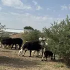 رخال وضأن نجد مواليد ودفيع وضريع