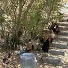 دجاج بلدي للبيع
