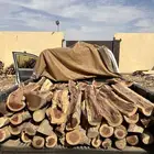 مستوردد افريقي