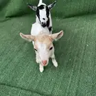 ماعز قزمي تشيكي امريكي جفرات