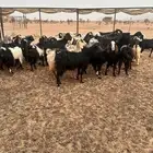 معزا للبيع