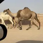 لقحه صفرا