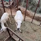 نعجه دافع ورخل للبيع ( تم البيع)
